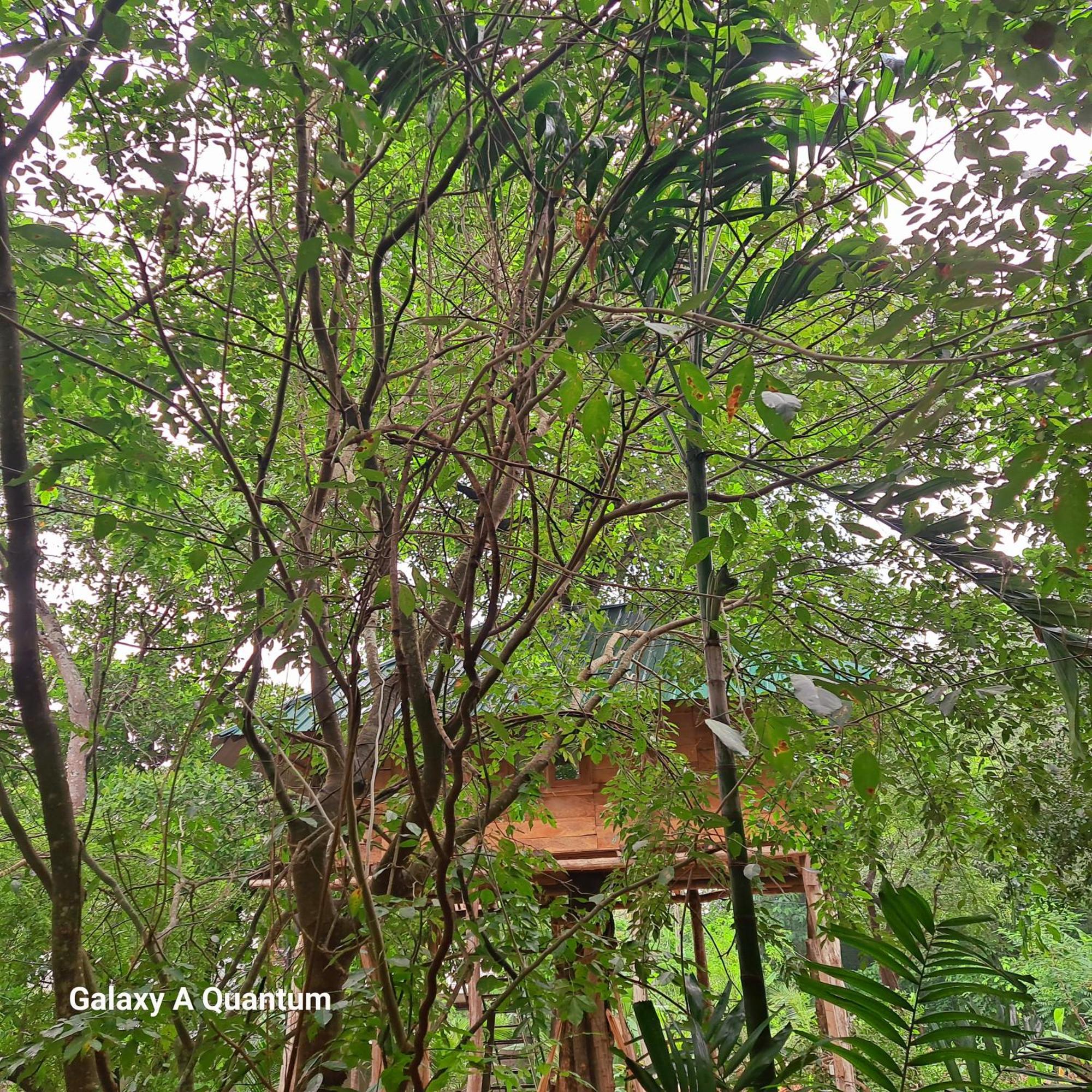 Green Leaf Tree House Дамбула Екстериор снимка